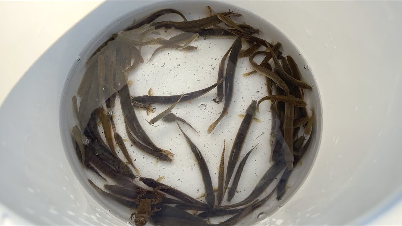 日本の田舎の川でガサガサ。色んな種類のドジョウが大量発生!!!!!