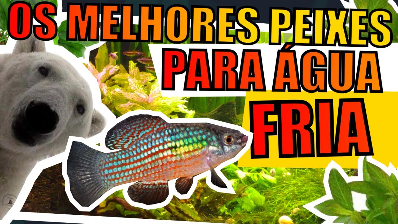🔴8 PEIXES DE ÁGUA FRIA ( PARTE 02 ) |Mr. Betta|