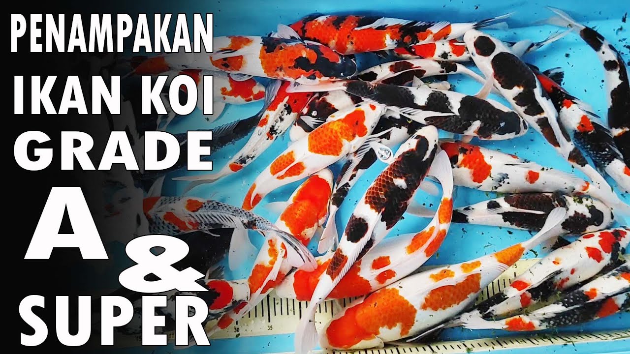 PENAMPAKAN IKAN KOI GRADE A DAN SUPER KOI SQ