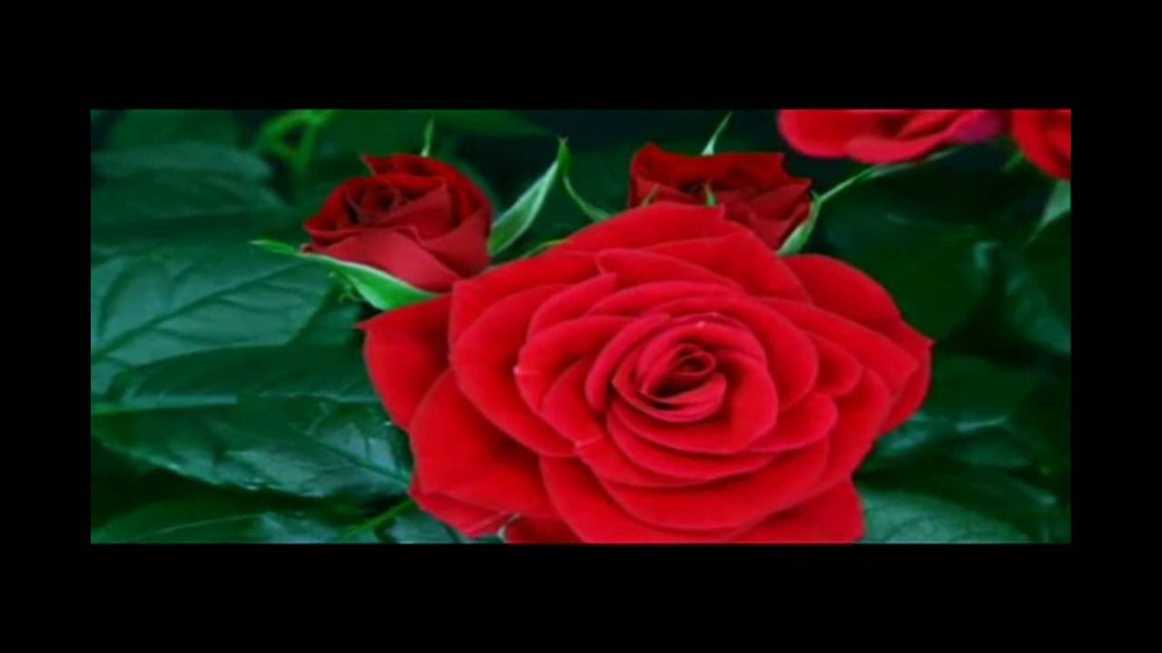 Zeļļi. Roze pēdējā.