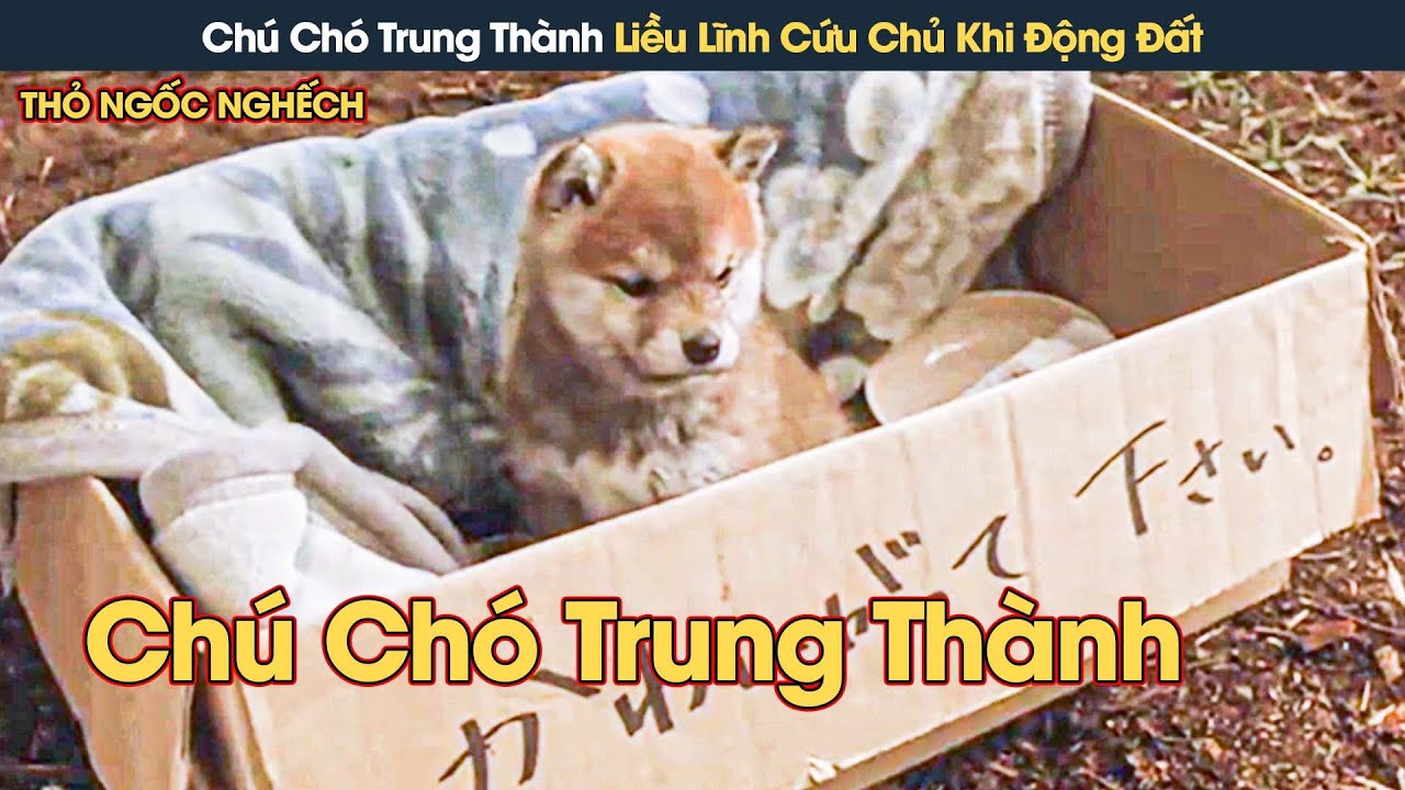 [Review Phim] L&ograve;ng Trung Th&agrave;nh Của Ch&uacute; Ch&oacute; Trong Trận Động Đất L&agrave;m Cảm Động Tất Cả Mọi Người