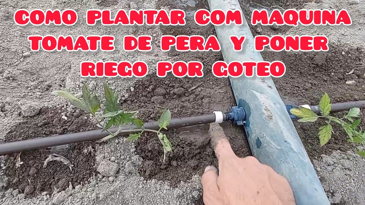 COMO PLANTAR TOMATES DE MATA    BAJA CON MAQUINA Y MONTAR RIEGO | Verdura Vital | ECOLÓGICO