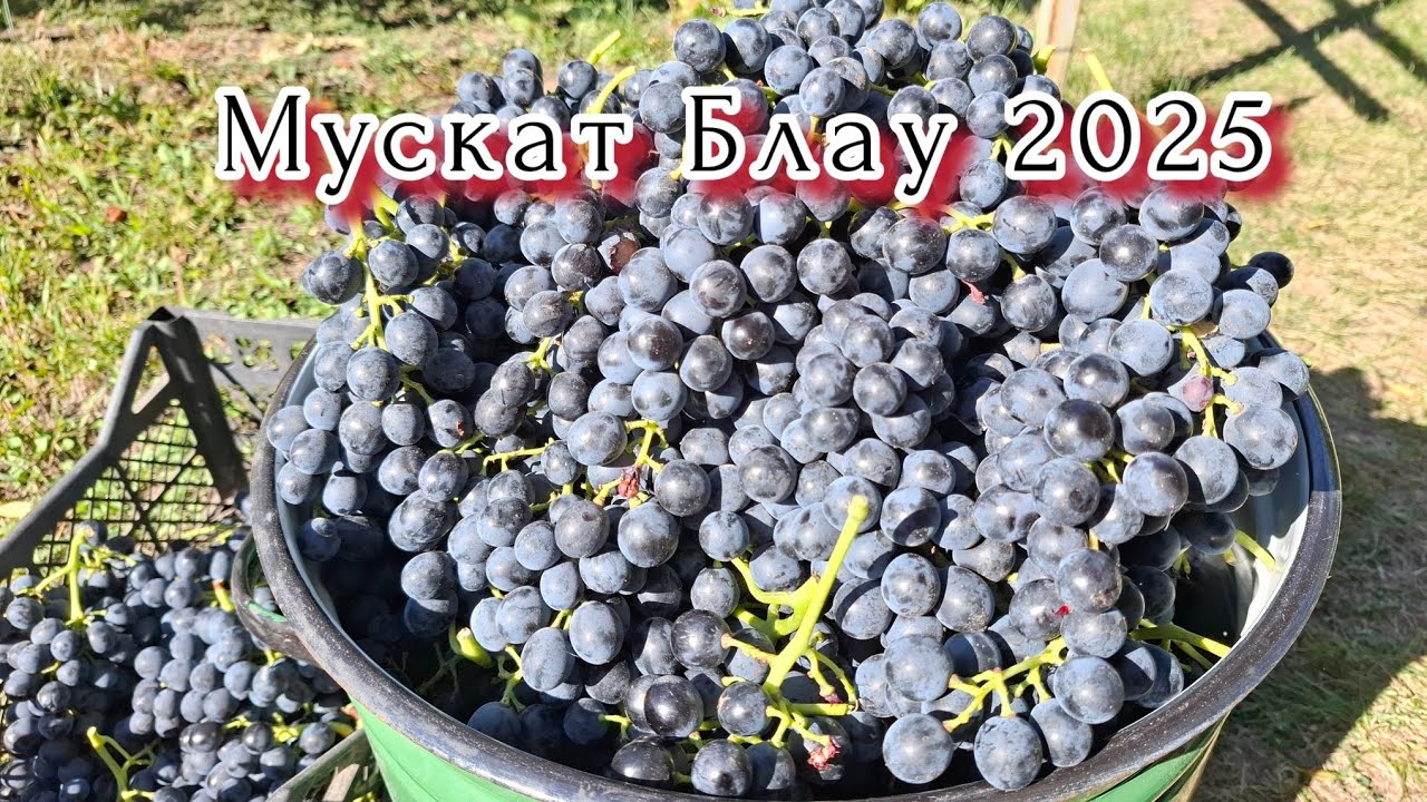 🍀МУСКАТ БЛАУ-Ідеальний виноград для виготовлення ВИНА🍀