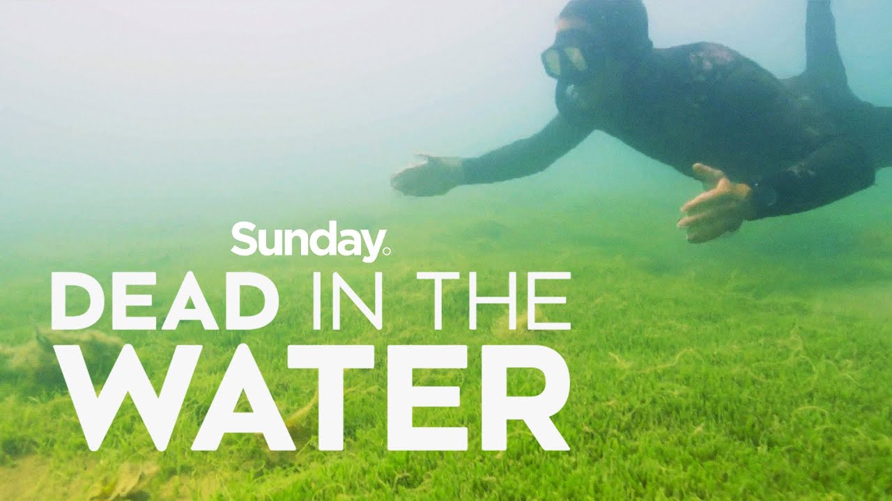 Is 'killer algae' a threat to New Zealand sea life? | Sunday Investigates