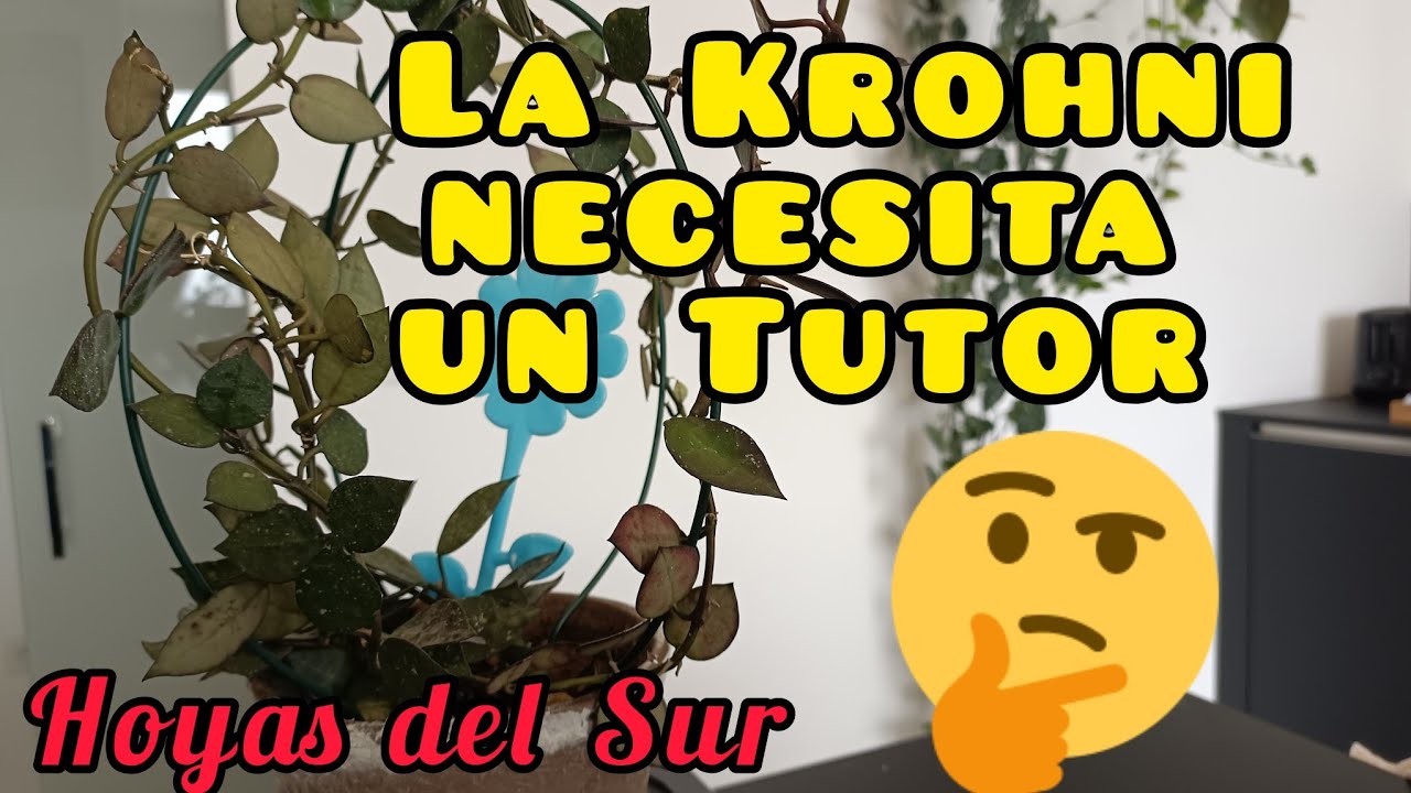 LA KROHNI NECESITA UN TUTOR. ENTUTORADO DE HOYA, FLOR DE CERA CON ALAMBRE. Hoyas del Sur.