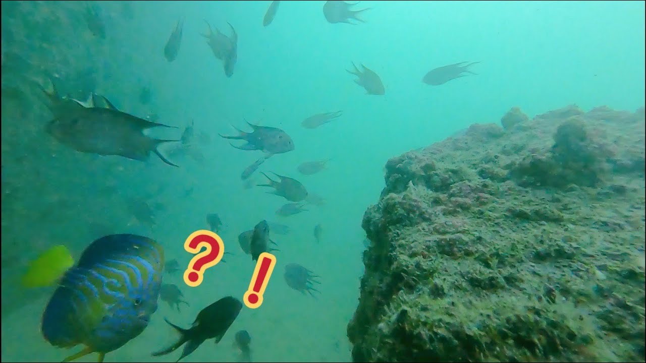 🐡安平 北堤 海底攝影［No 3] 猜猜看海底有什麼魚呢 #Gopro 8_20221119