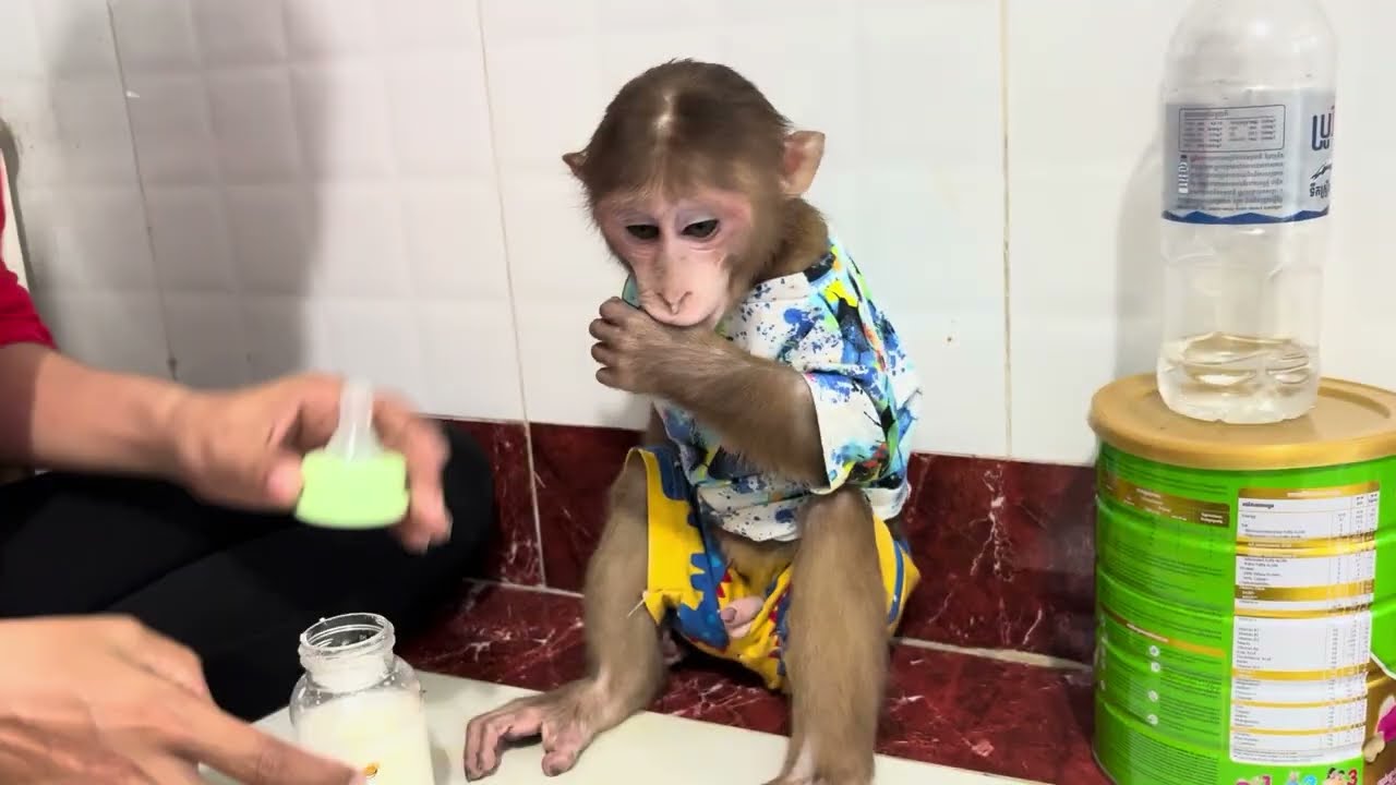 Baby monkey Miker drink milk