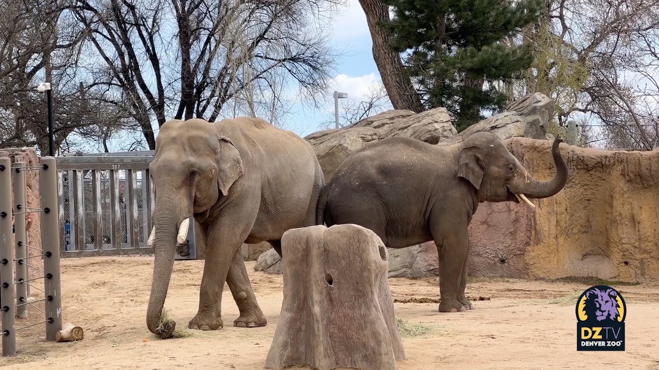 Duncan Explores His New Home at Denver Zoo