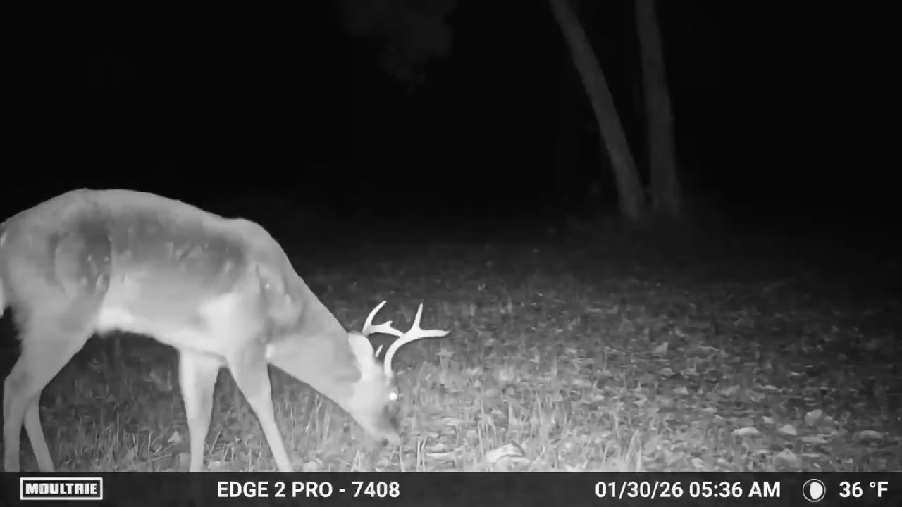 TRAIL CAM VIDEO OF SOUTH ALABAMA BUCKS.#deer #hunting #wildlife #deerhunting #bucks #nature