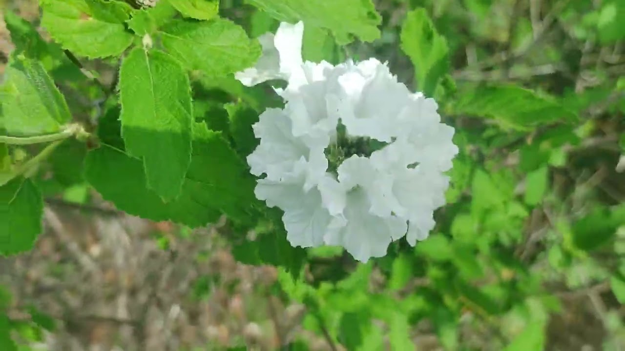 Mostrando a transformação do sertão após as chuvas.