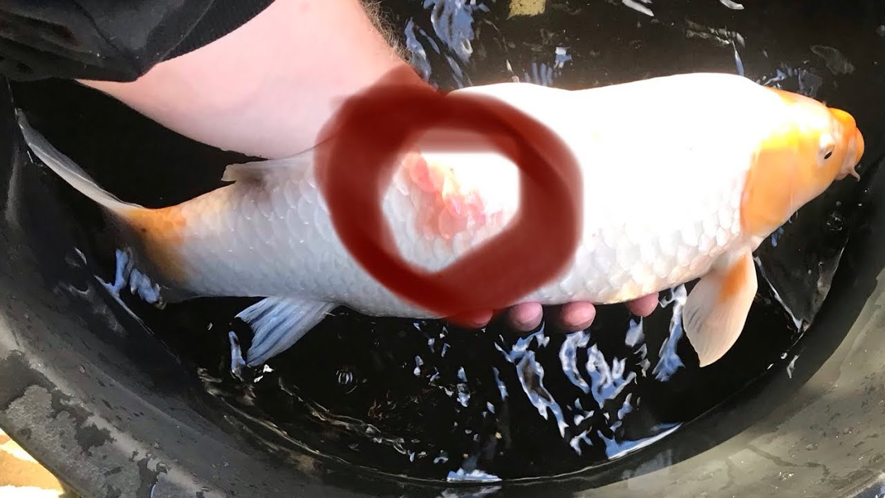 Болезни рыб. Диагностика, лечение, профилактика. Почему болеют рыбки? Лечение рыбок в пруду.