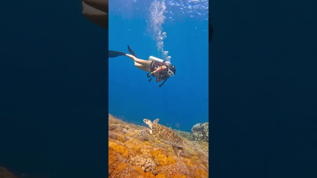 Diving at the STRONGEST current in the world! 🤯 