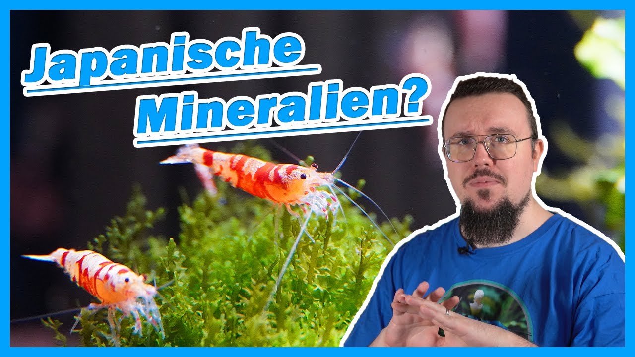 Red Fancy Tiger Zucht Update I Frühlingsgefühle