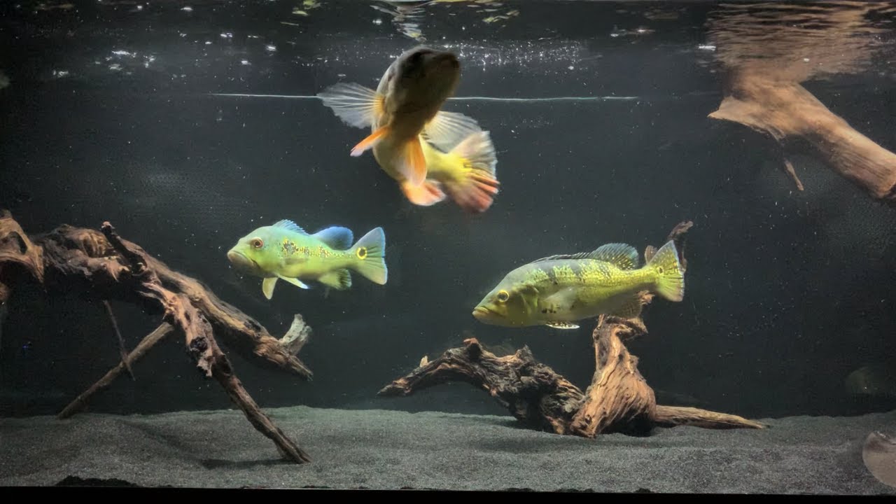 PREDATOR FISH FEEDING  |   Tank Setup  ( Its DONE! )