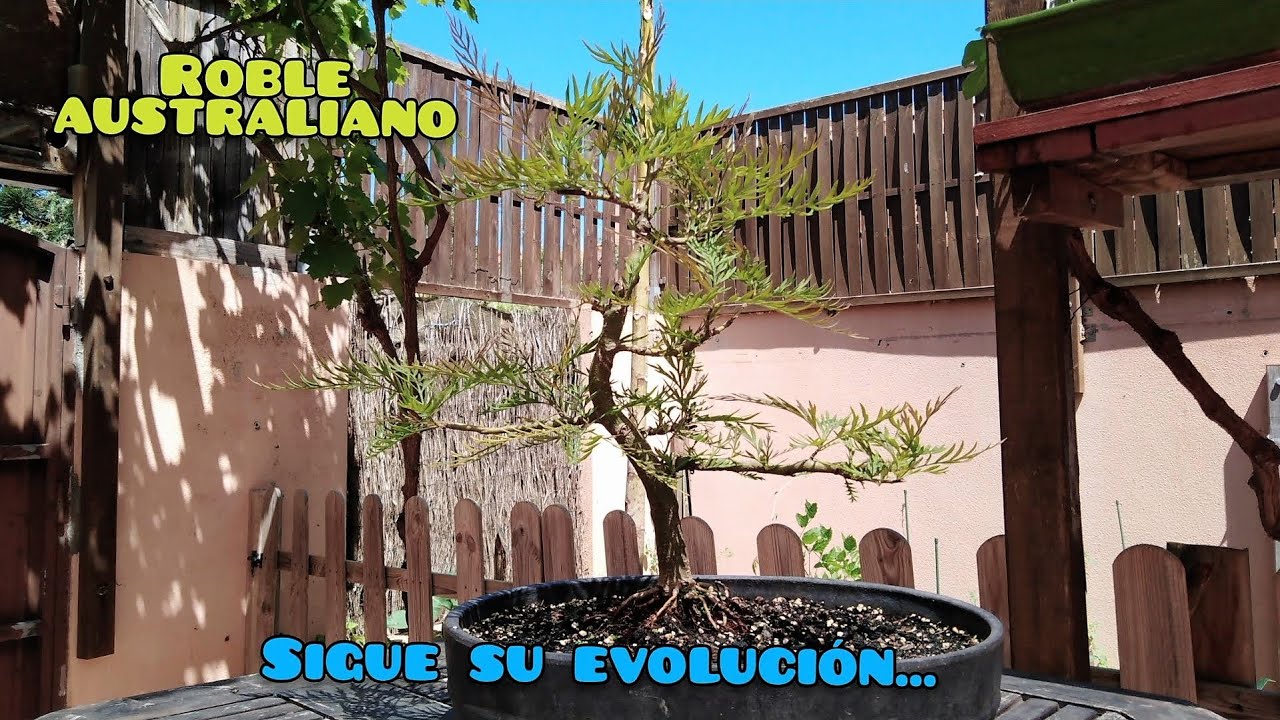Grevillea robusta bonsai. Roble australiano (abril 2021)