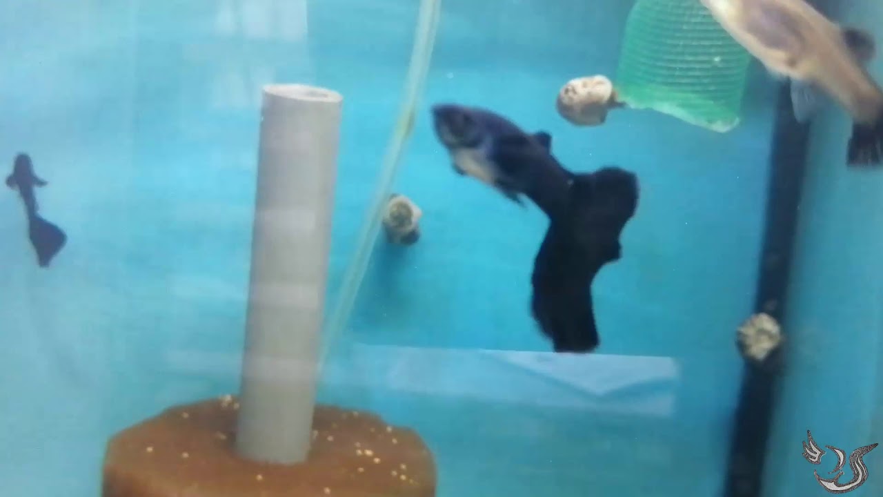 LOS MEJORES PECES GUPPY DE LINEA Y OTROS EN BIOACUATIX OFICIAL