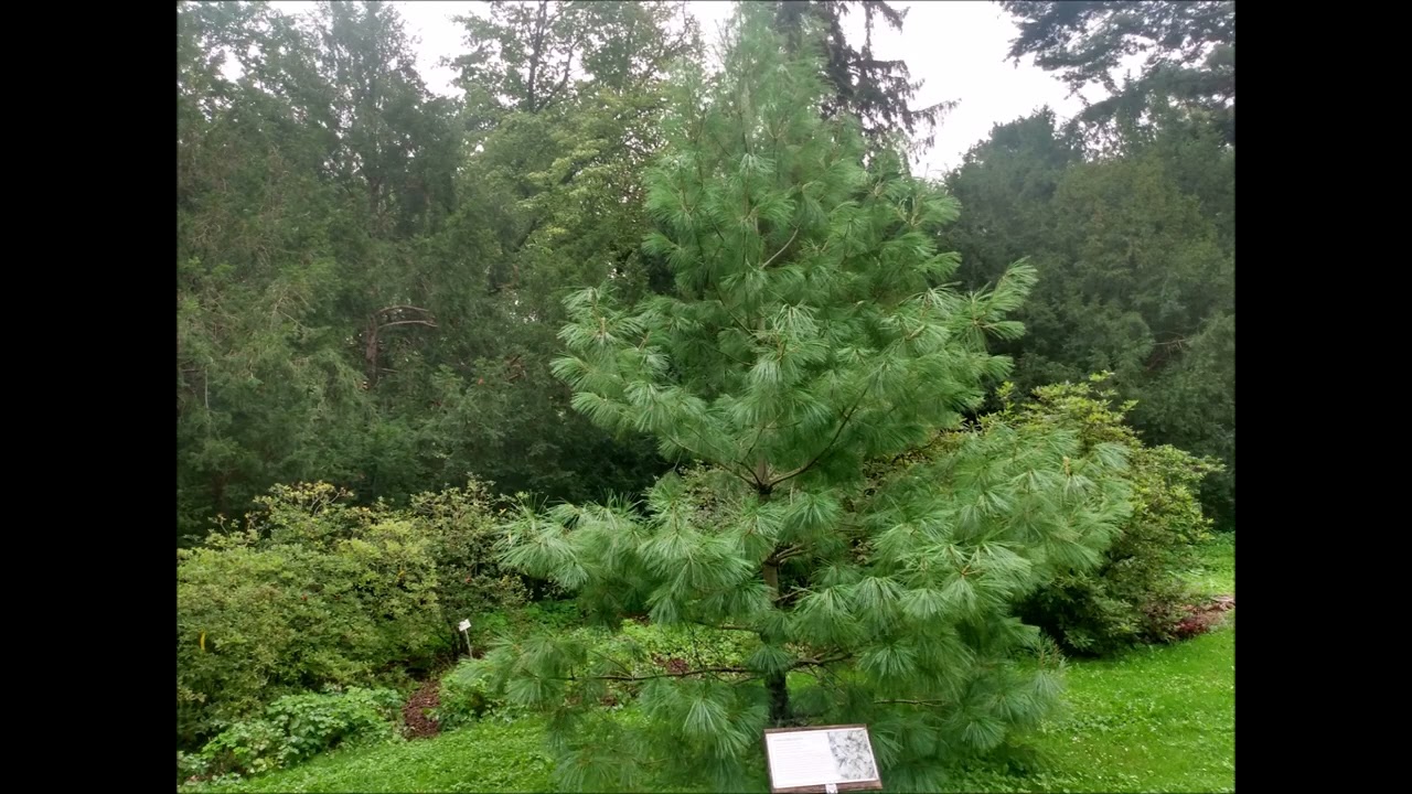 Sosna himalajska/Himalayan pine - długa igła /a long needle [ENG SUB]