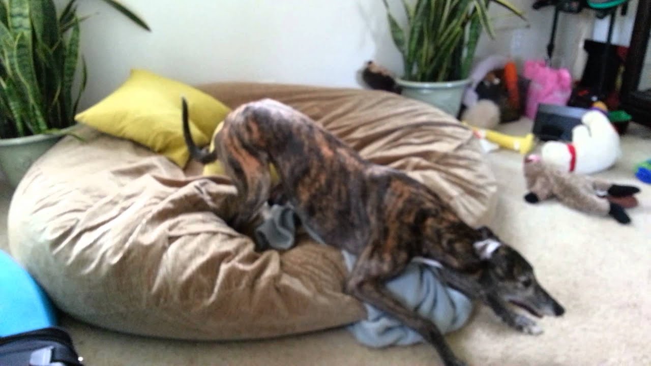 Crazy Greyhound Playing