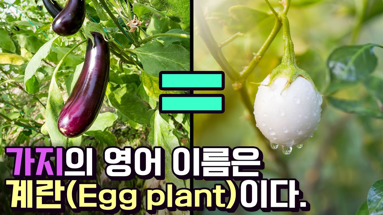 강아지풀은 좁쌀이고...