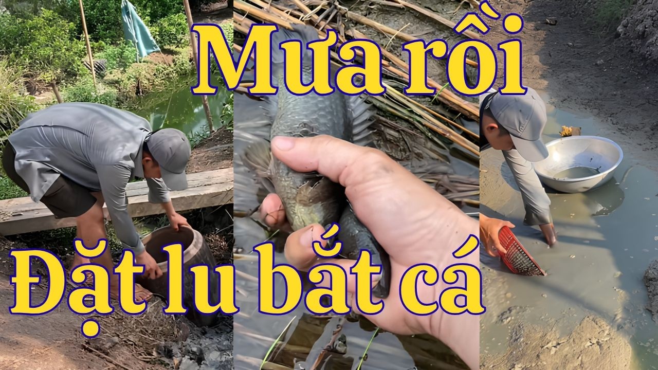 Tổng hợp video hay phần 26: Săn bắt mùa mưa - đăt lu bắt cá lên