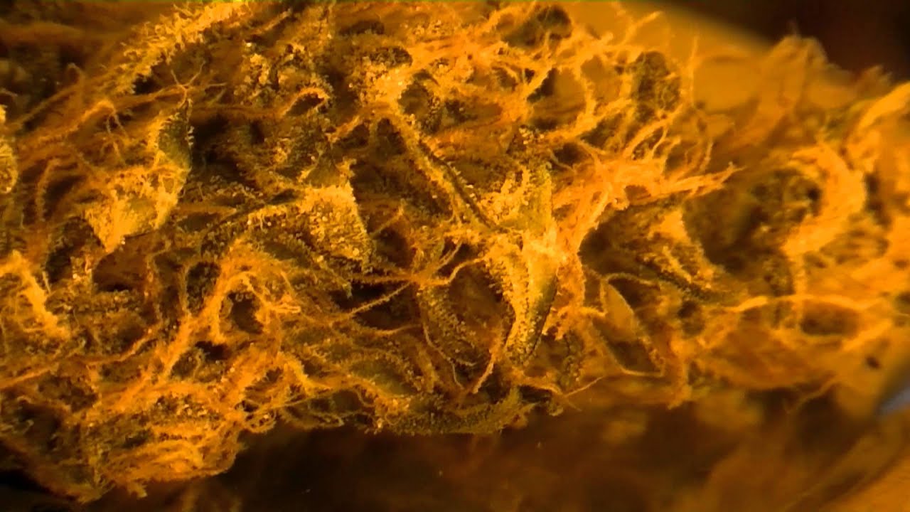 MEDICAL MARIJUANA REVIEW: WAPPA