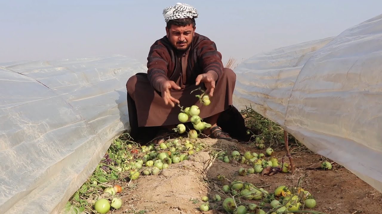 مزارعو الزبير يطالبون بتعويض مزارعهم التالفة جراء الأمطار #المربد