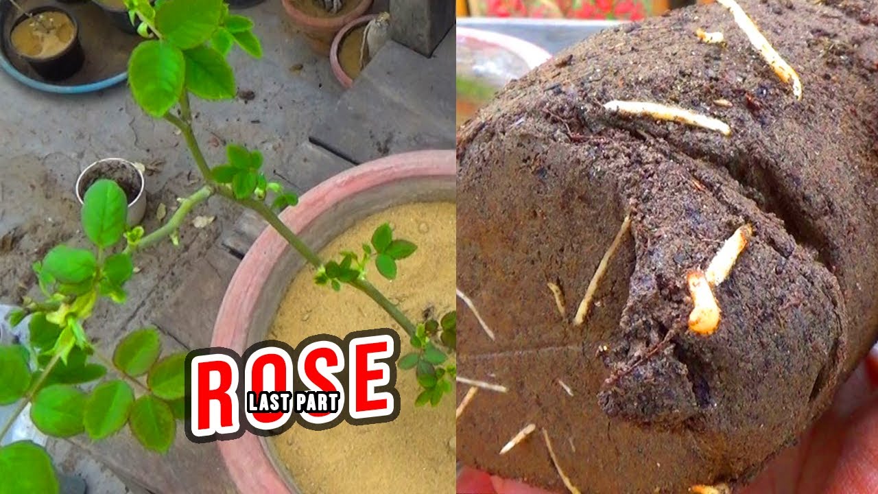 Rose from Cuttings || Last Part || Result Check Karen Zara!