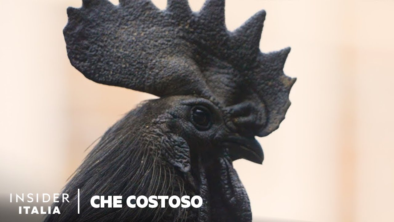 Perché Le Galline Ayam Cemani Sono Così Costose | Che Costoso | Insider