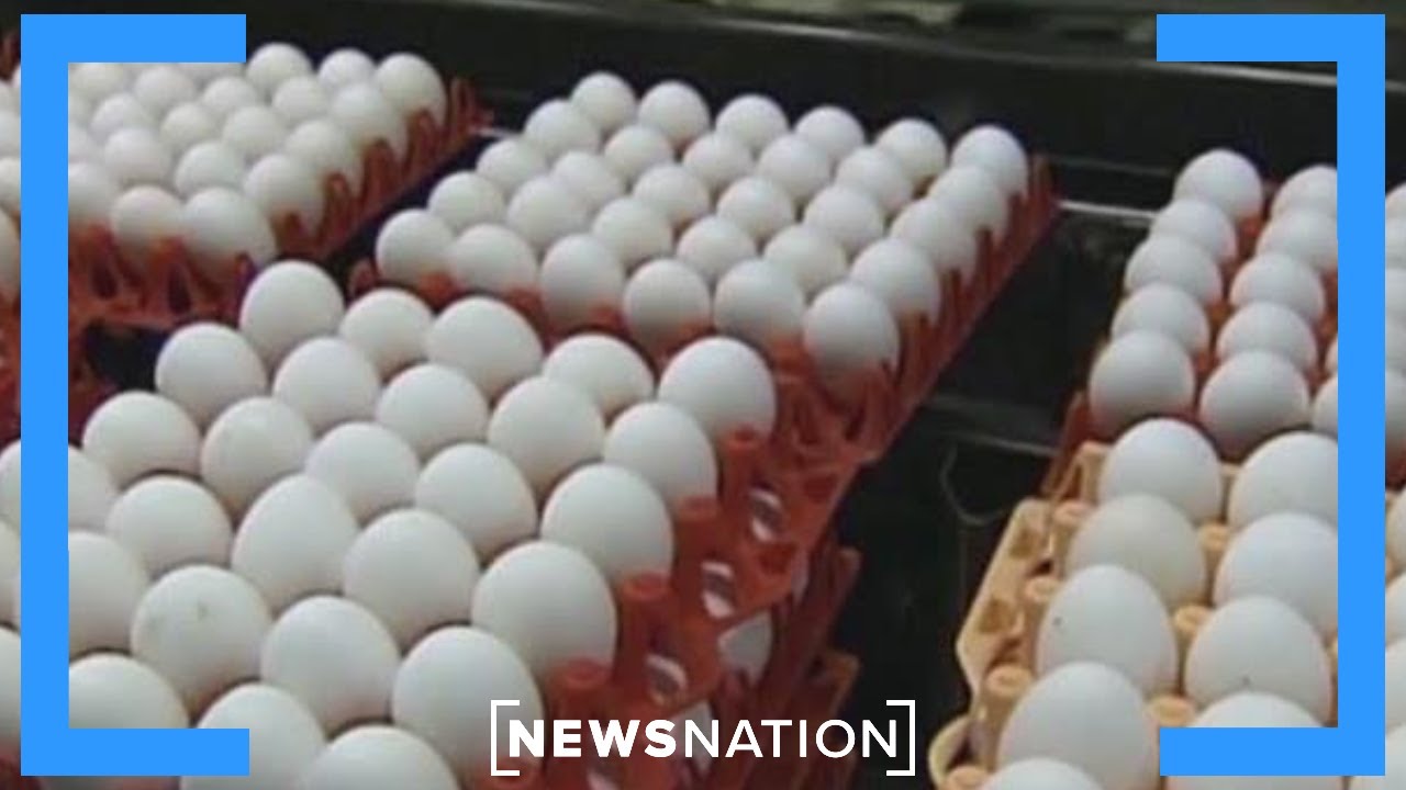 Bird flu is ‘out of control’ for birds, not yet for humans: Expert | Morning in America