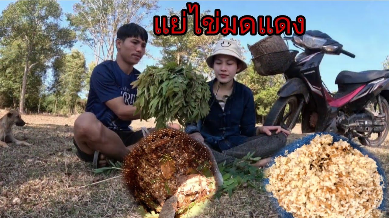 เลาะท่งเเย่ไข่มดเเดง-ก้อยไข่มดเเดงครั้งเเรกของปี/ເລາະທົ່ງເເຍ່ໄຂ່ມົດເເດງ