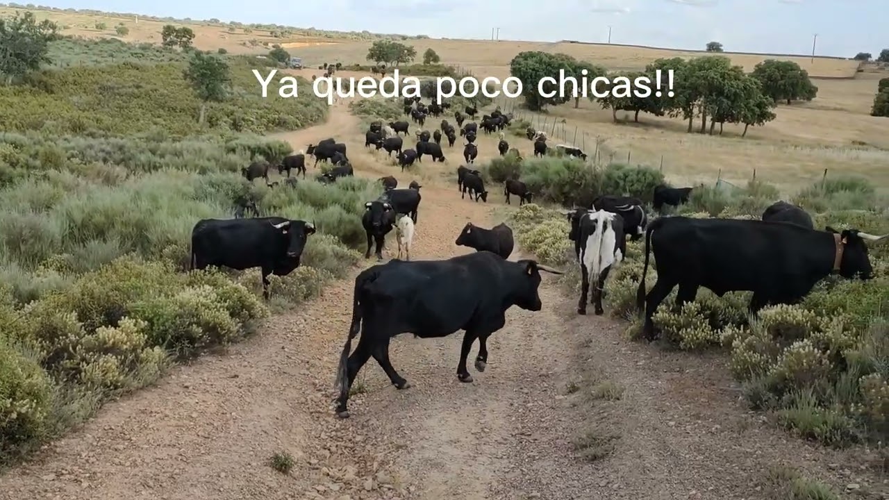 Trashumancia de Extremadura a Gredos (Ávila) con 200 vacas negra avileña
