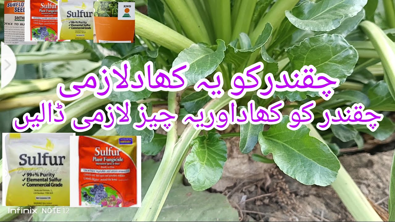 Chukandar ki Farming#sugar beet crop farming%Alexander's crop#Pakistan Farming Beet Crop of love