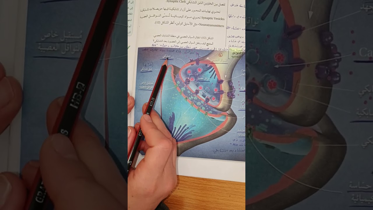التشابك العصبي وبعض مشكلات الجهاز العصبي