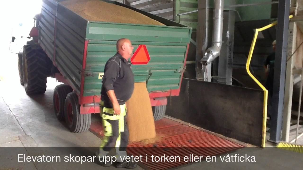 Rockelstad skörd Höstvete