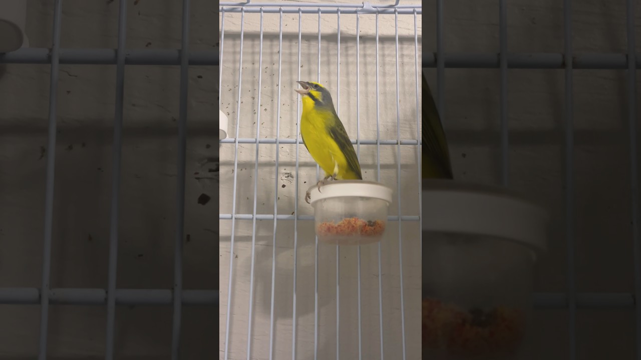 SERINUS Mozambicus | سيرينوس موزمبيق | Yellowfronted canary sing | Hybrid Finch | Nature Bird sounds