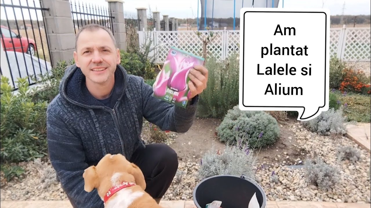 Cum se planteaza bulbii de lalele!