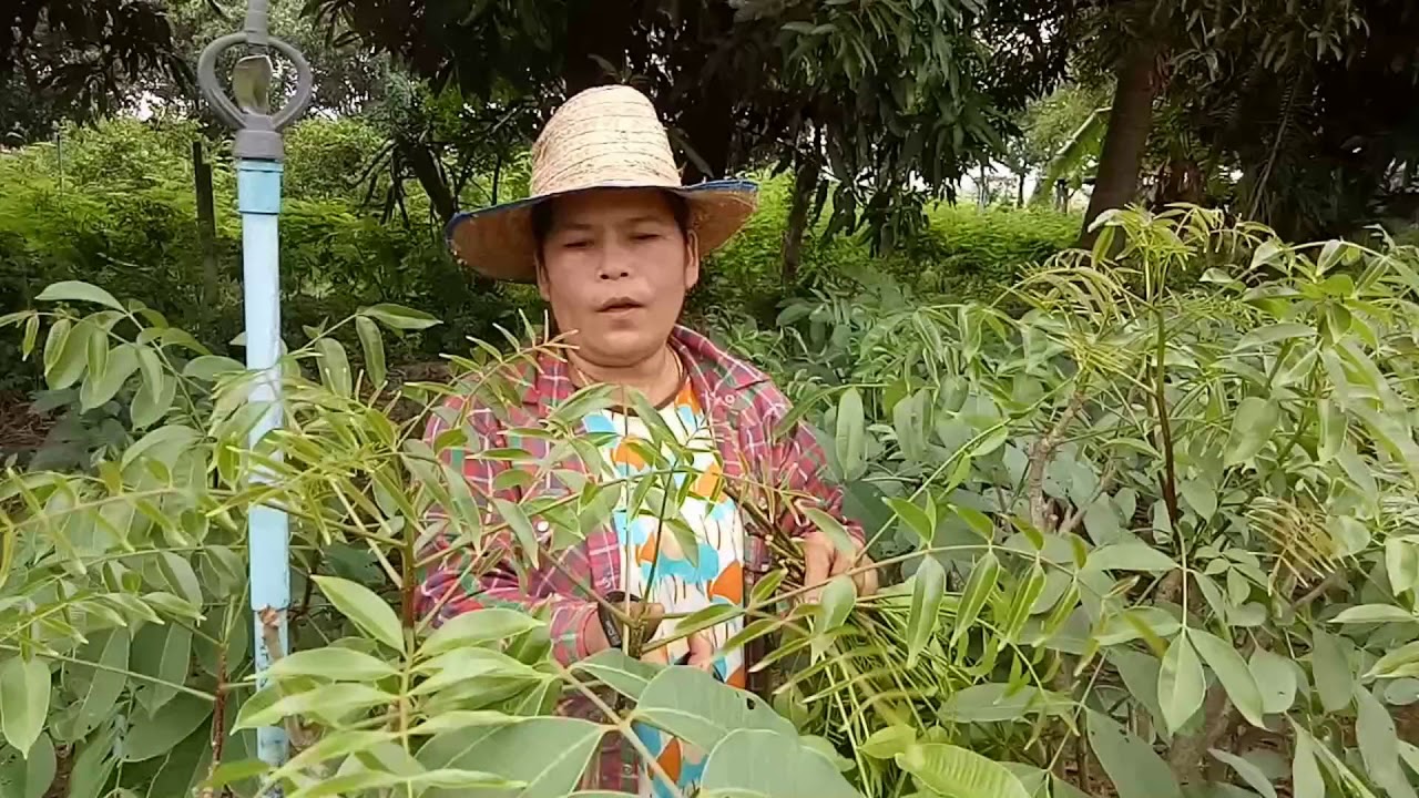 ปลูกมะกอกป่าสร้างรายได้ อกม.ต.บ้านแป้ง อ.พรหมบุรี จ.สิงห์บุรี