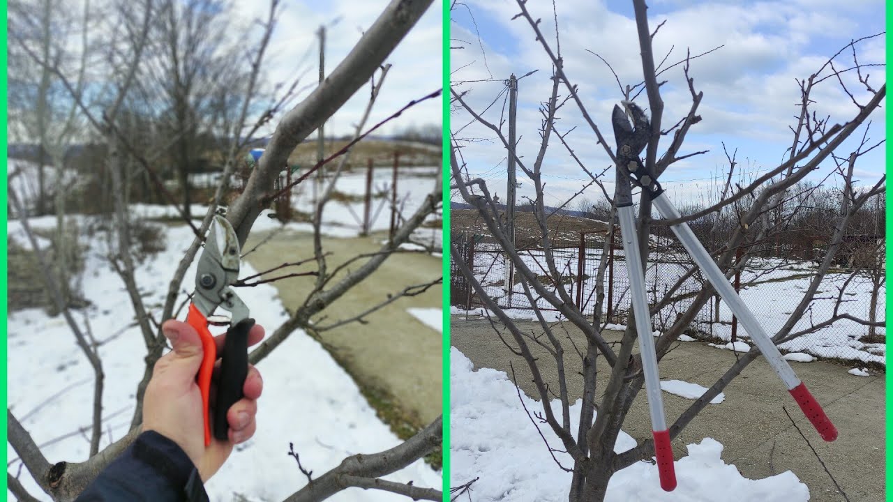 Pruning plum variety Anna Spath, 5th year after planting 😉