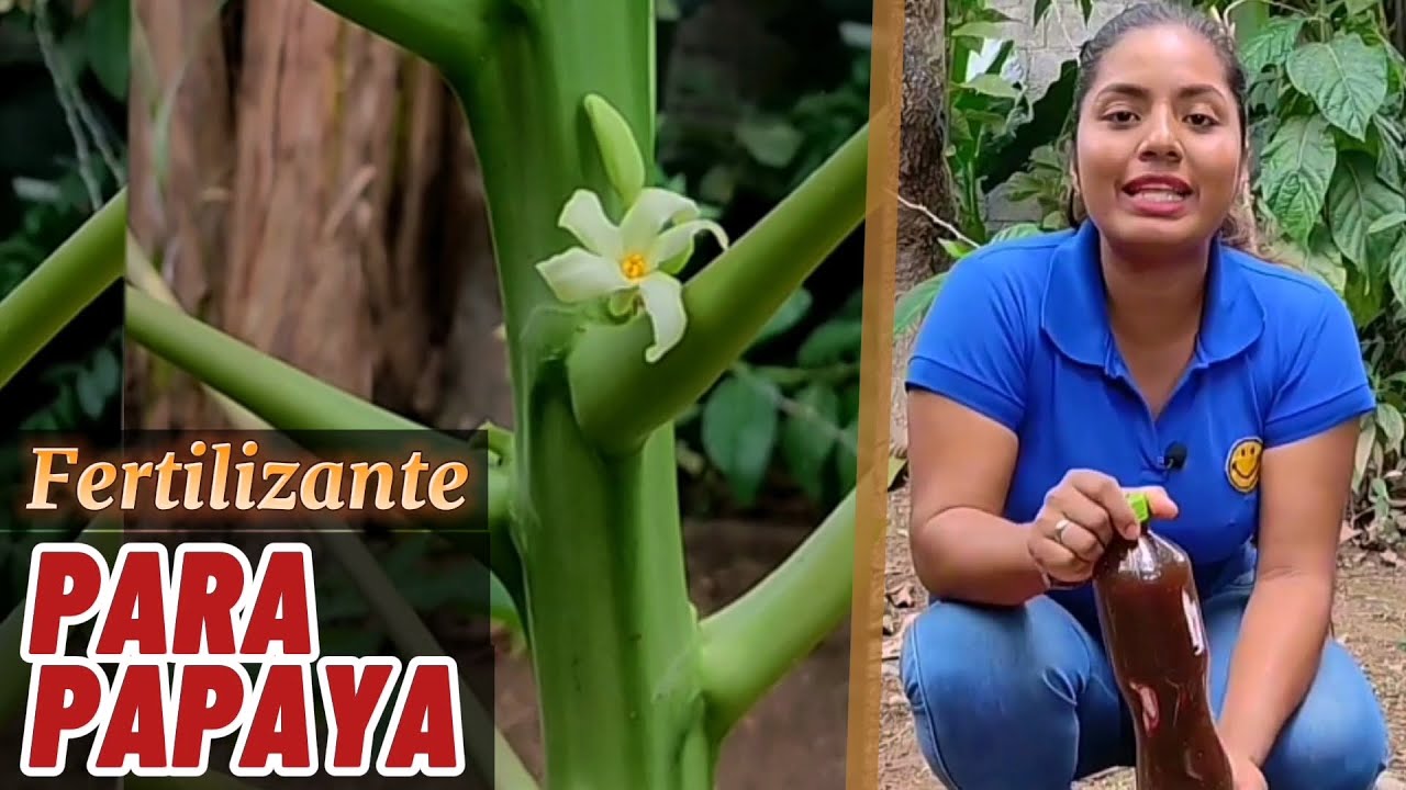 Obtén mejores frutos de Papaya con este Fertilizante a base de Melaza y Urea.
