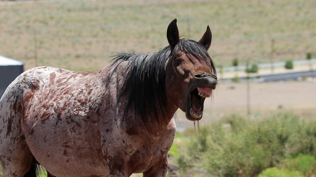 Wild Horses/Wild Mustangs Nevada