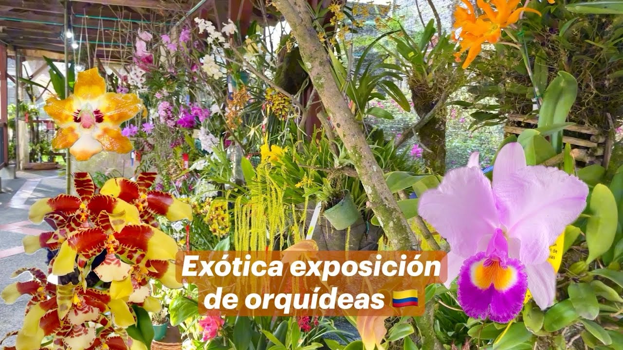 EXÓTICA EXPOSICIÓN DE ORQUÍDEAS 2024 🇨🇴