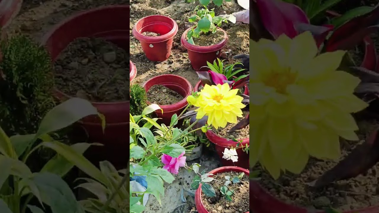 The last remaining trees are being planted in pots. #anishvlogs #planting #garden #gardening #plants