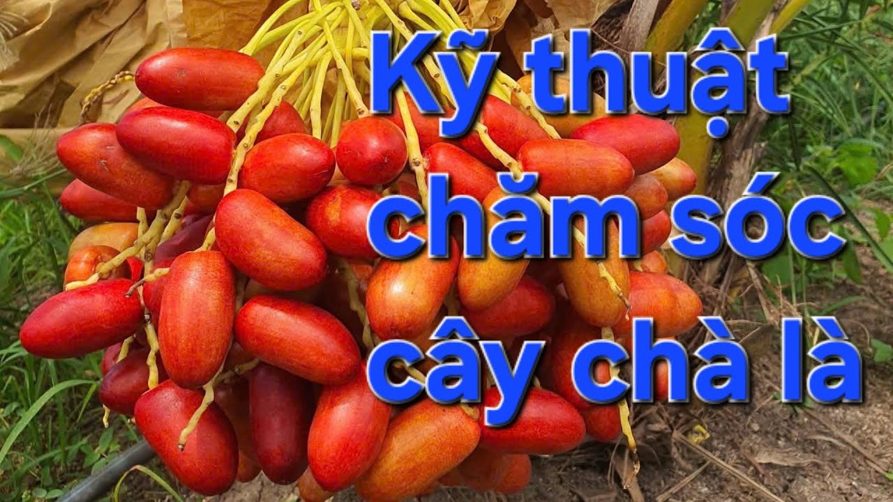 KỸ THUẬT CHĂM SÓC CHÀ LÀ TỪ NHỎ đến lớn #0915061058 🍋 0358 392 227🍎