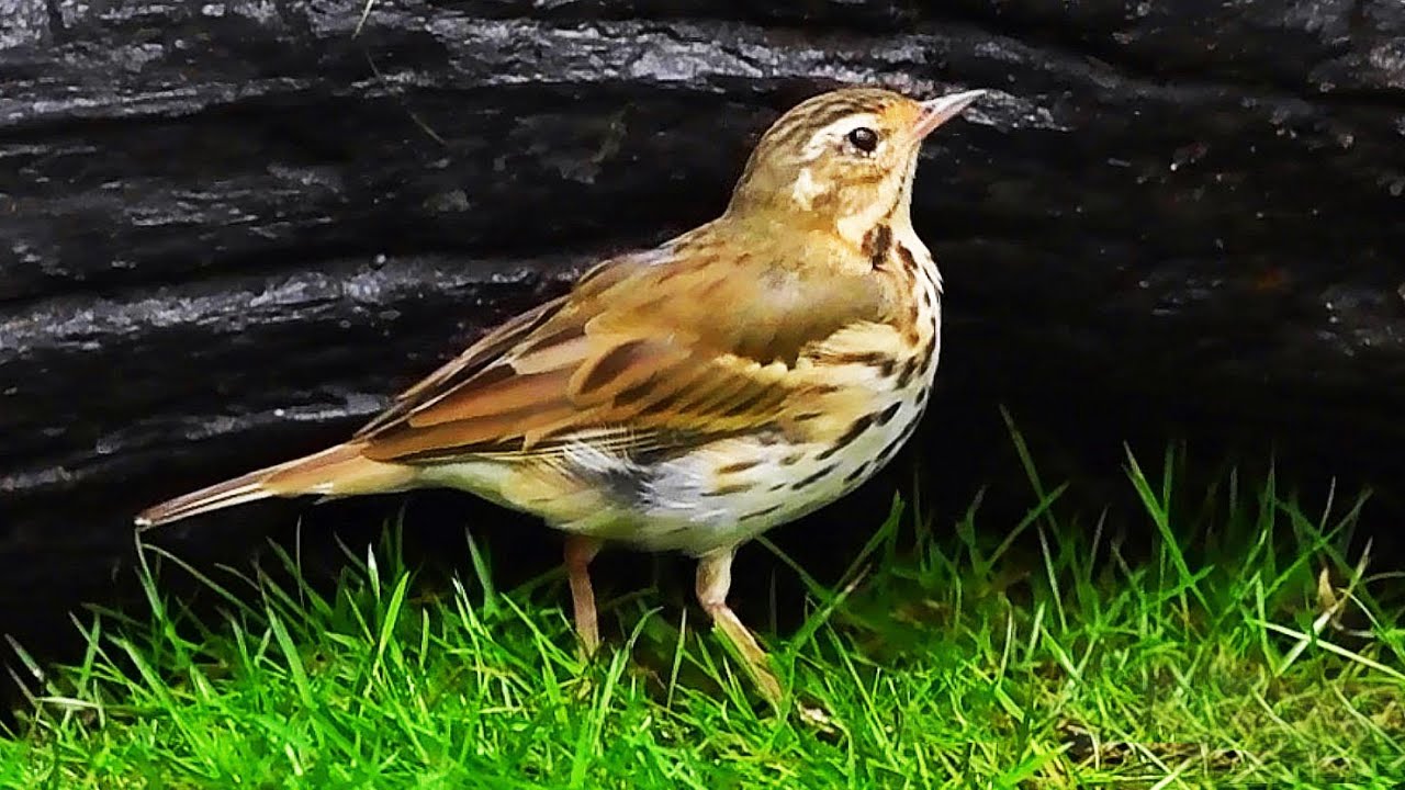 樹鷚 / Olive-backed Pipit