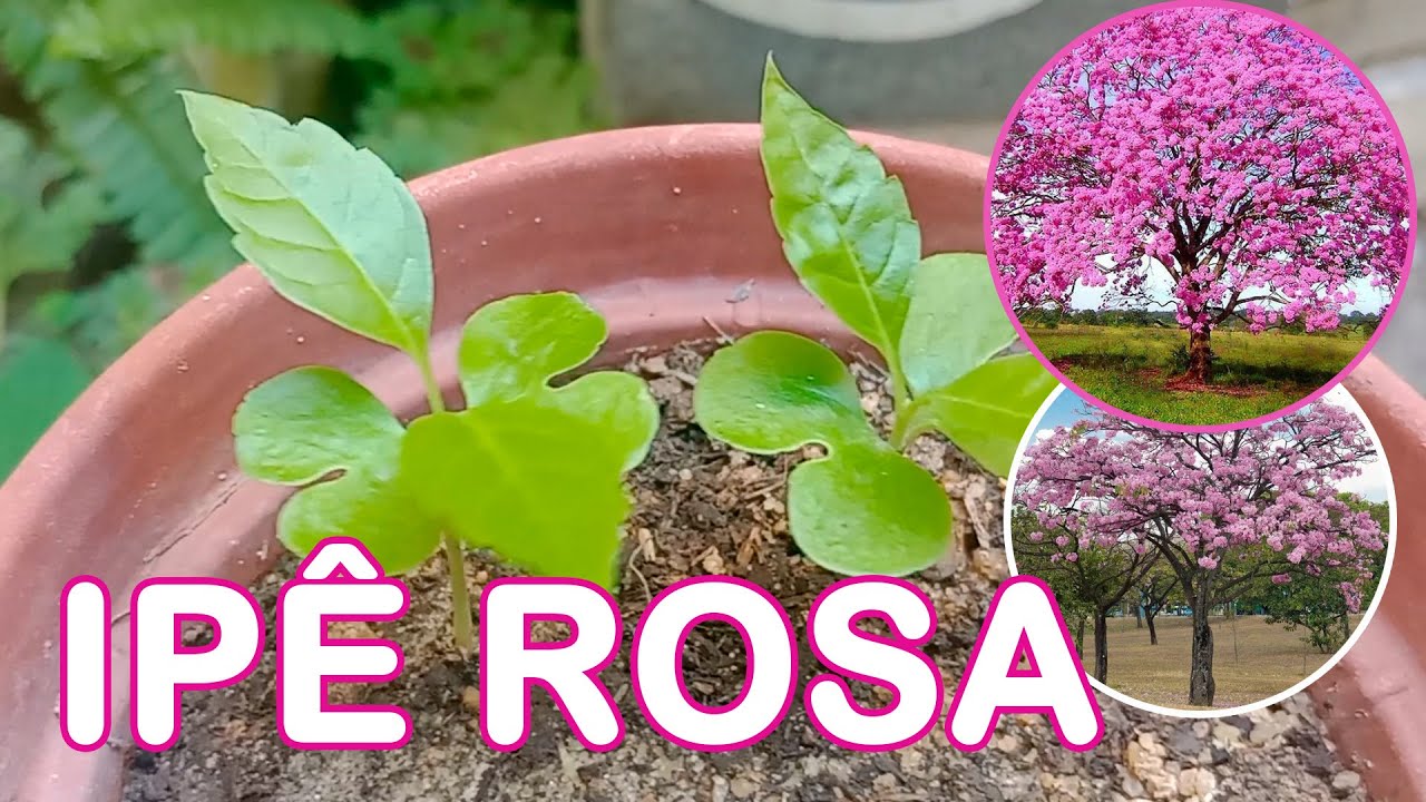 COMO PLANTAR IPÊ ROSA ATRAVÉS DA SEMENTE