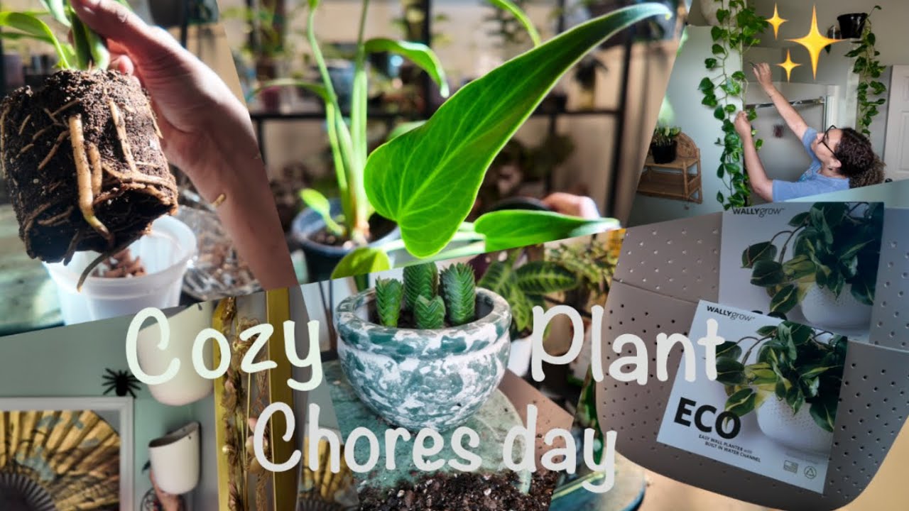 Cozy Plant Chores Day | Begonia tour
