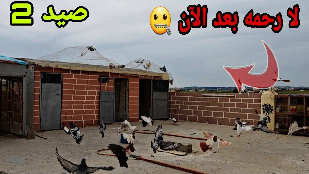صيد طيرين 2 شبك عب وحططت 3 طيور برأس واحد تفجير وجبنا هومر محير