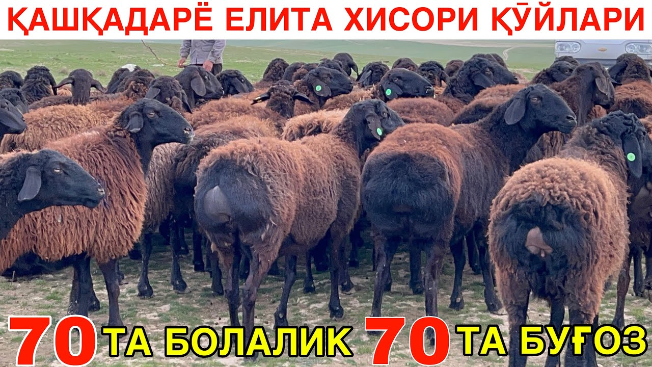 ВОХА ЕЛИТА ҚӮЙЛАРИ. ☎️+998770031395