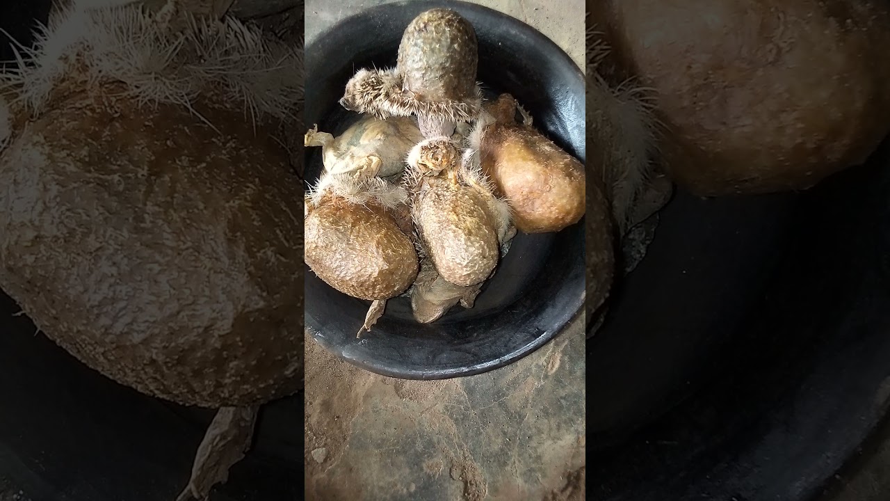 AWURE BIBO ASIRI OWO NLA TODAJU GIDI, TESTED AND CONFIRM WATCH IT TILL D END