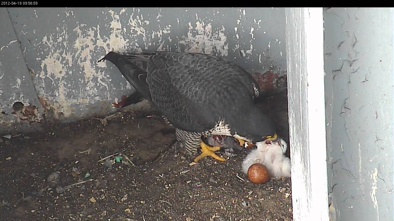 Faucon p&egrave;lerin pelerin rapace nid petit b&eacute;b&eacute; webcam vid&eacute;o hd &oelig;uf couvaison &eacute;closion 4
